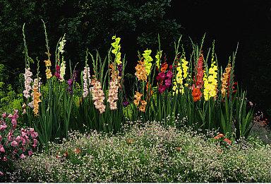 《地平线：零之曙光》重制版与原版对比 画面细节增强